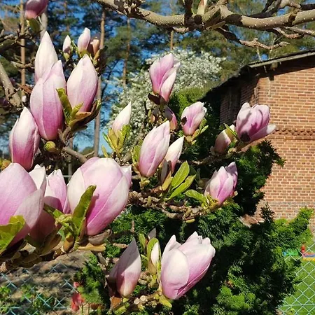 Victoria Проживание в семье